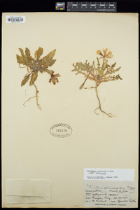 Oenothera primiveris subsp. primiveris image