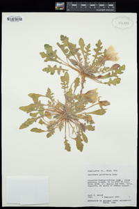 Oenothera primiveris image