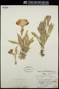 Oenothera psammophila image