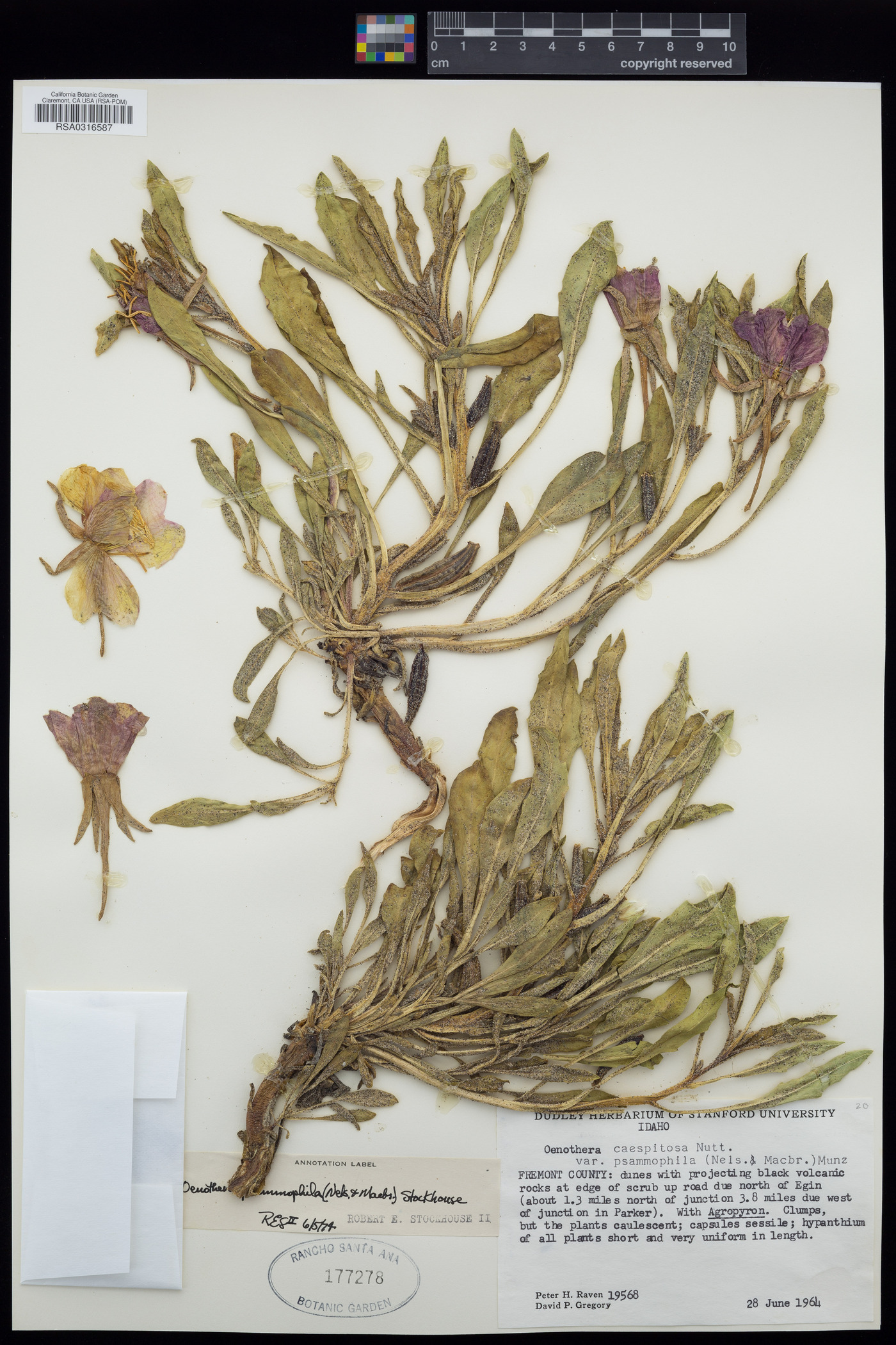 Oenothera psammophila image