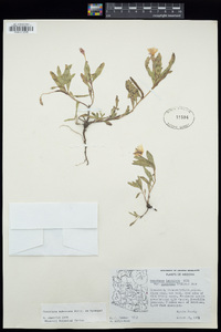 Oenothera pubescens image