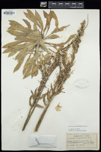 Oenothera rhombipetala image