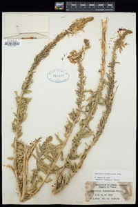 Oenothera rhombipetala image