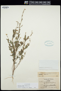 Oenothera rosea image