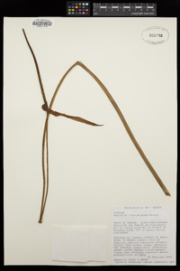 Anthurium longipeltatum image