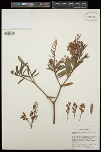 Comarostaphylis polifolia image