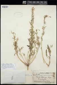 Oenothera pallida subsp. trichocalyx image