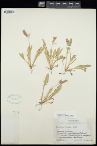 Oenothera triloba image