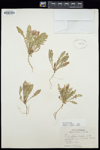 Oenothera triloba image