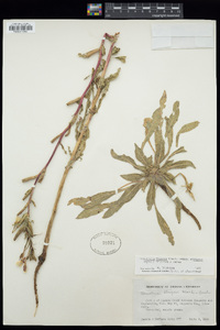 Oenothera villosa image