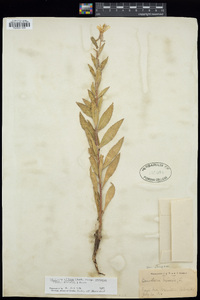 Oenothera villosa subsp. strigosa image