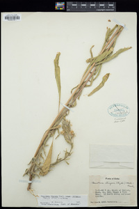 Oenothera villosa image