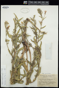 Oenothera villosa image