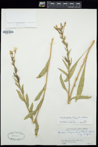 Oenothera villosa image