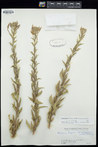 Oenothera villosa subsp. villosa image