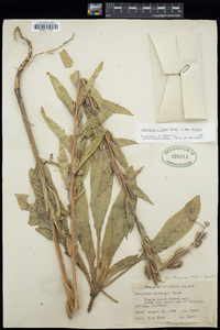 Oenothera villosa image