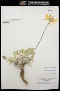 Enceliopsis nudicaulis image