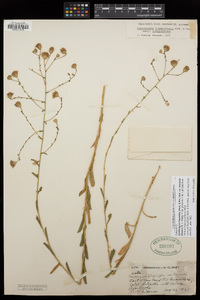 Corethrogyne filaginifolia var. brevicula image