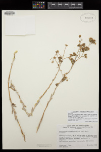 Corethrogyne filaginifolia var. brevicula image
