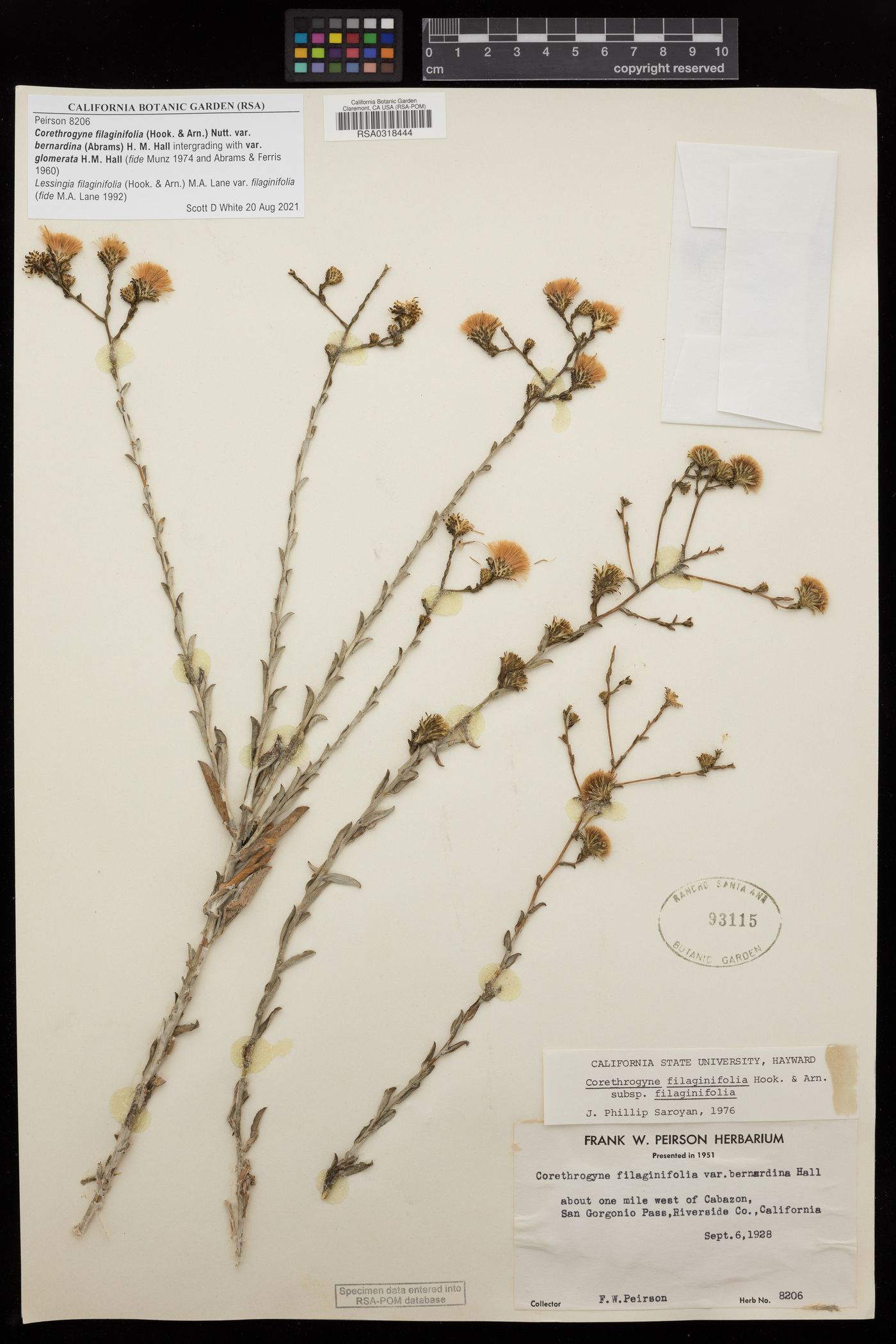 Corethrogyne filaginifolia var. bernardina image
