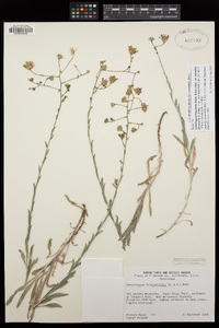 Corethrogyne filaginifolia var. brevicula image