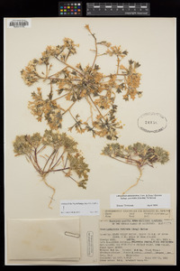 Langloisia setosissima var. punctata image