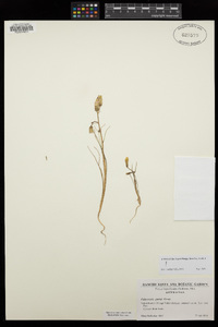 Calycoseris parryi image