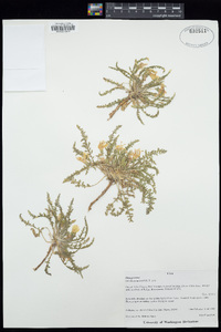 Taraxia tanacetifolia image