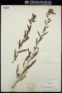 Mentzelia albescens image