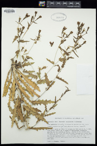 Mentzelia albescens image