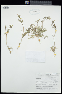 Mentzelia albicaulis image