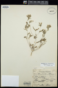 Mentzelia albicaulis image