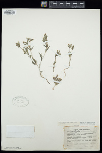 Mentzelia albicaulis image