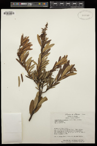 Comarostaphylis polifolia image