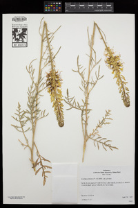 Stanleya pinnata image