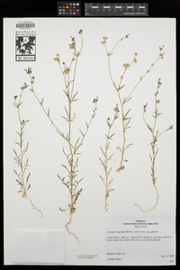 Allophyllum gilioides subsp. gilioides image