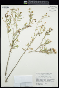 Mentzelia humilis image