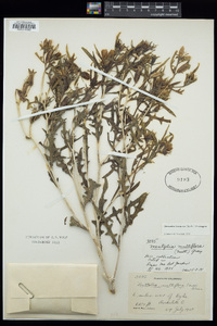 Mentzelia laciniata image