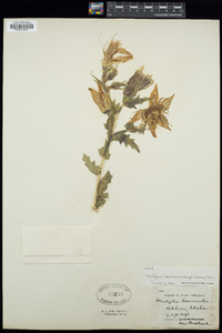 Mentzelia laevicaulis image