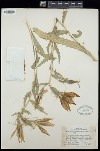 Mentzelia laevicaulis image