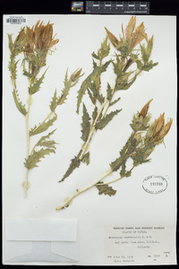 Mentzelia laevicaulis image