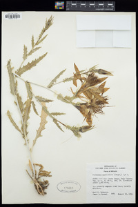 Mentzelia laevicaulis image