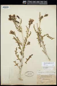 Mentzelia multiflora image