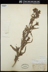 Mentzelia rusbyi image