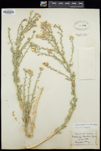 Petalonyx thurberi subsp. thurberi image