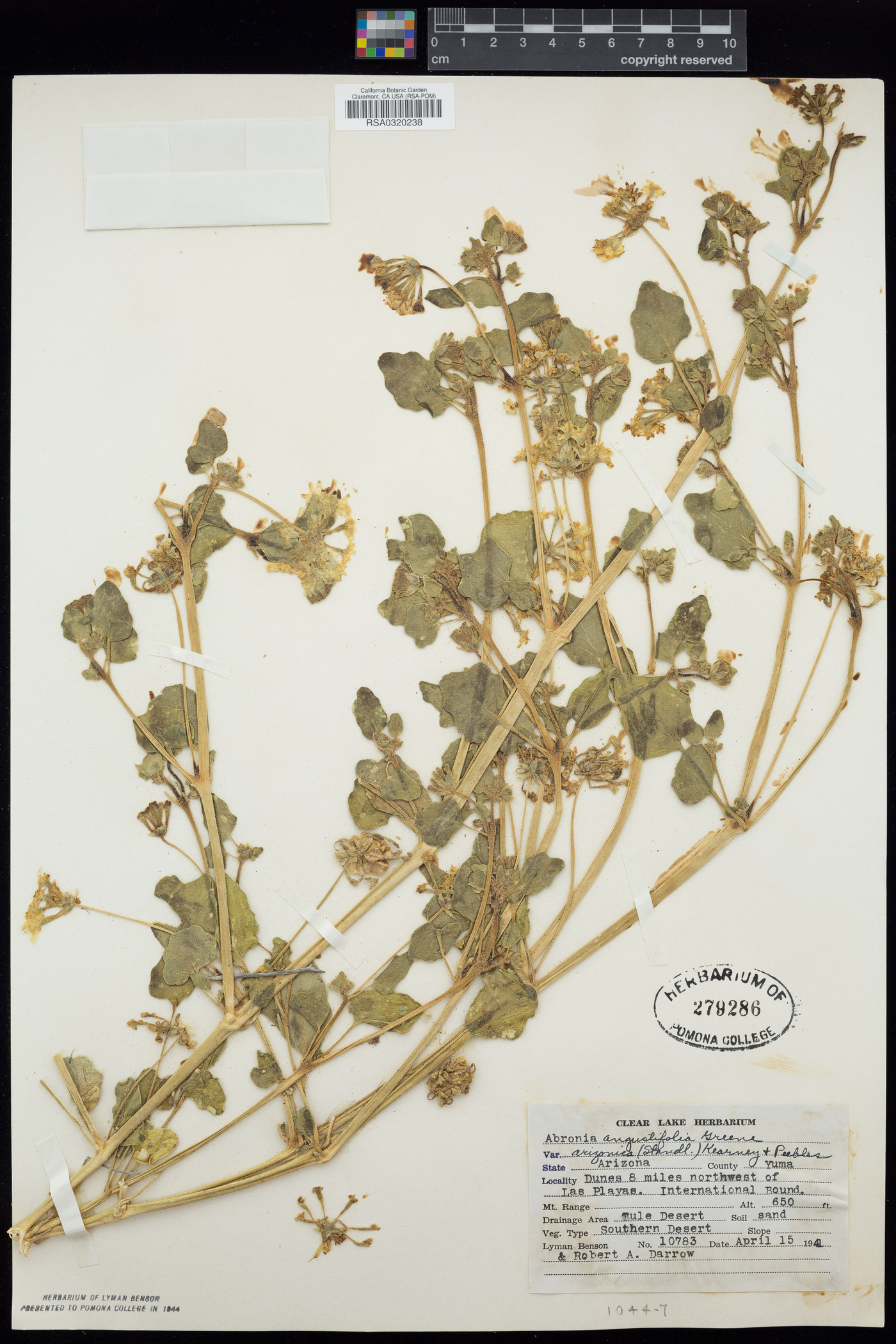 Abronia angustifolia var. angustifolia image
