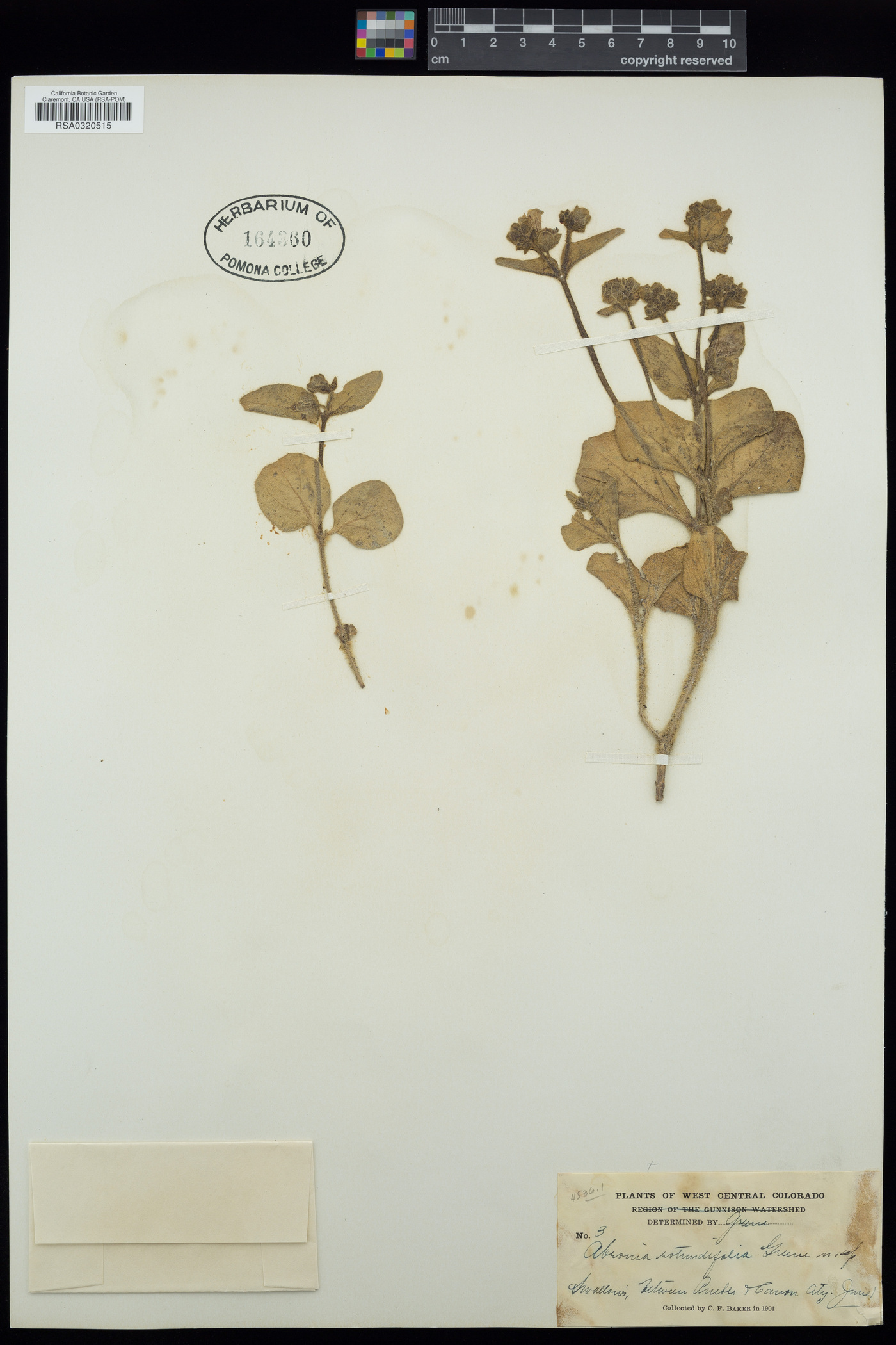Abronia rotundifolia image
