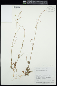 Boerhavia coulteri image