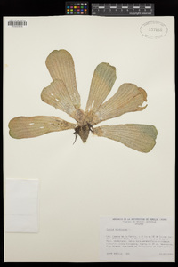 Pistia stratiotes image