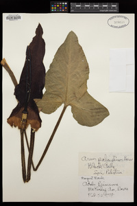 Arum palaestinum image